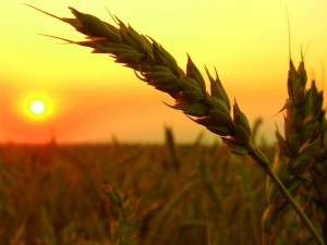 wheat-field-harvest-sunset